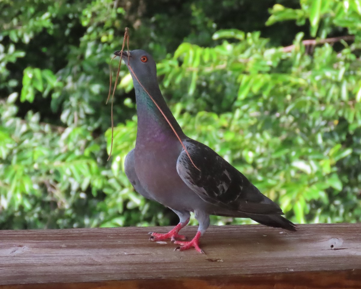 Rock Pigeon (Feral Pigeon) - ML621549675