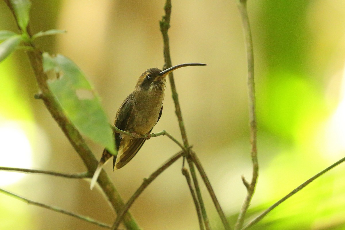 Long-billed Hermit (Central American) - Simon Feys