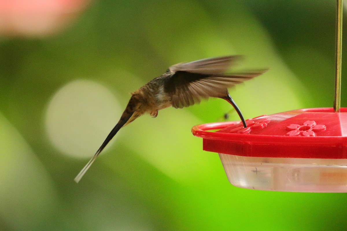 Long-billed Hermit (Central American) - ML621549677