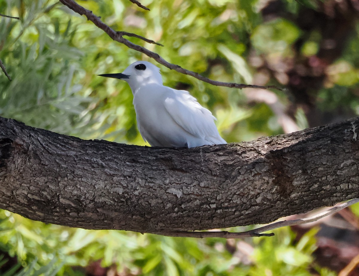 White Tern (Atlantic) - ML621549695