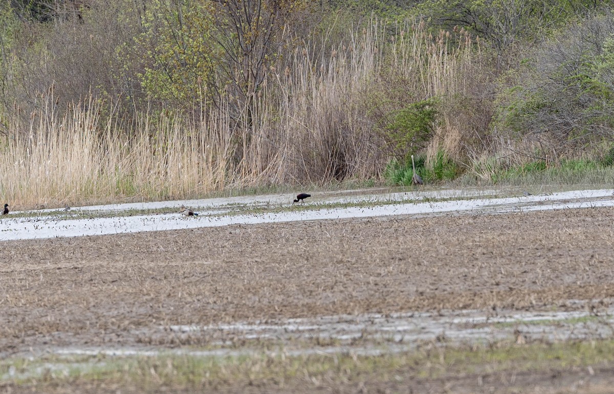 Glossy Ibis - ML621549708