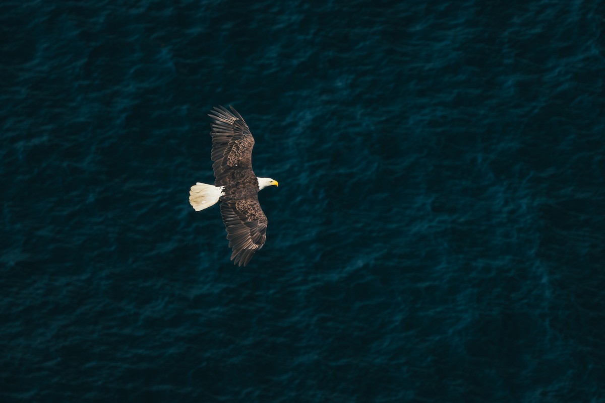 Bald Eagle - ML621549717