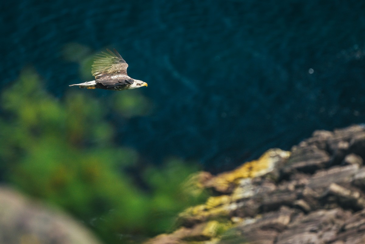 Bald Eagle - ML621549718