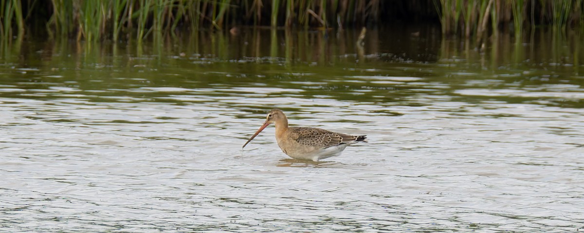 Uferschnepfe (limosa) - ML621549734