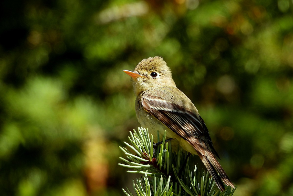 Western Flycatcher - ML621549741