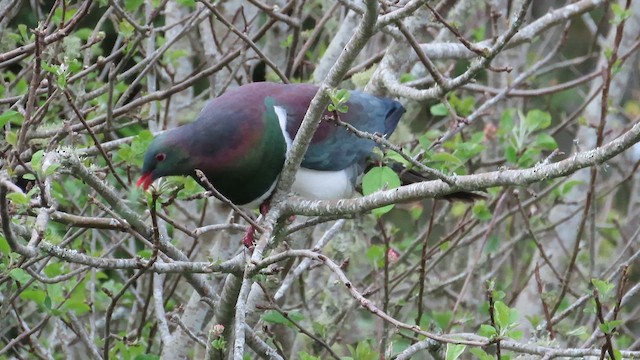 New Zealand Pigeon - ML621549765