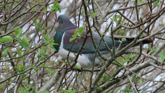 New Zealand Pigeon - ML621549766