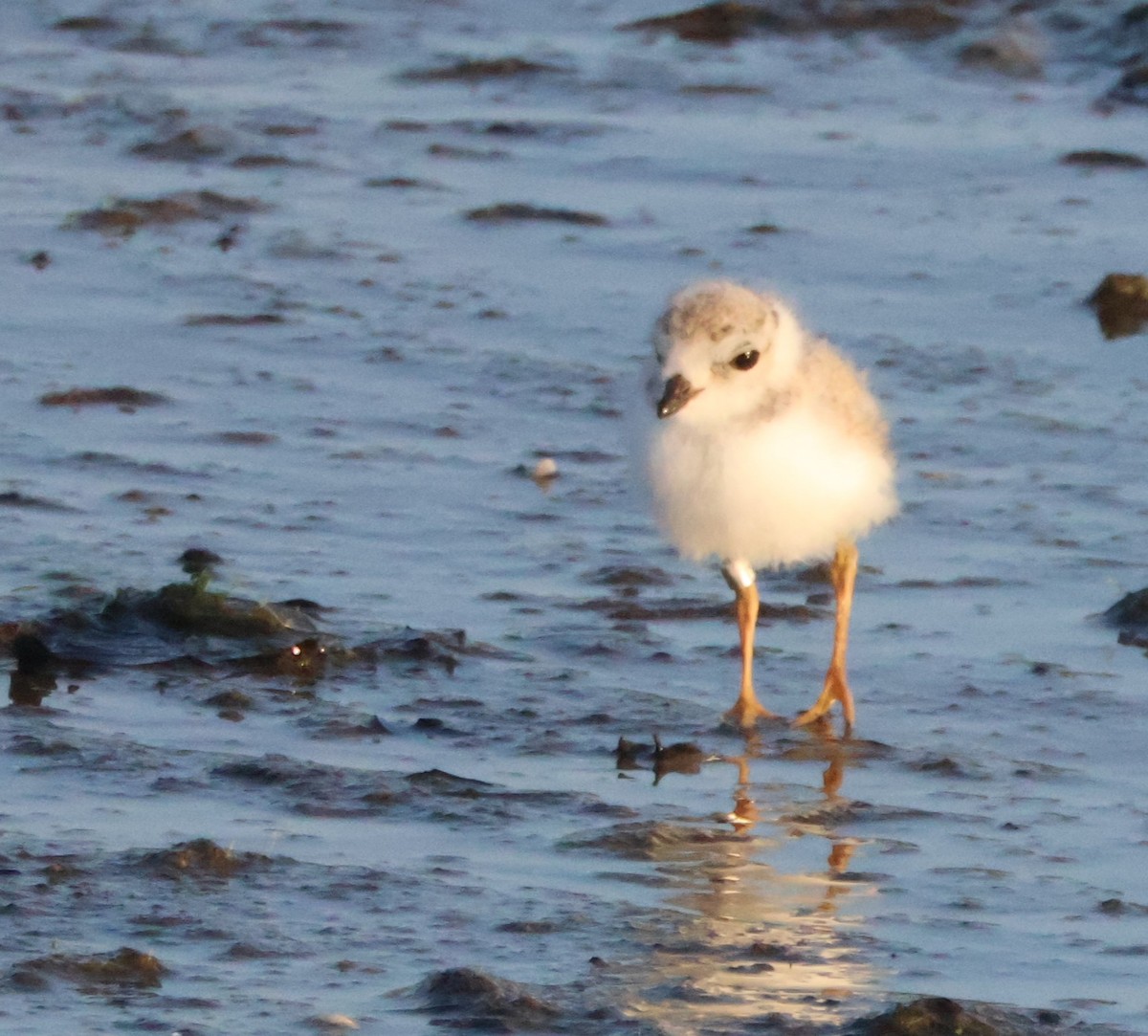 Piping Plover - ML621549785