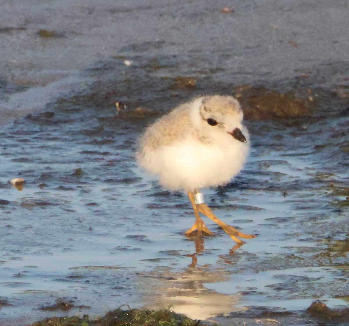 Piping Plover - ML621549786