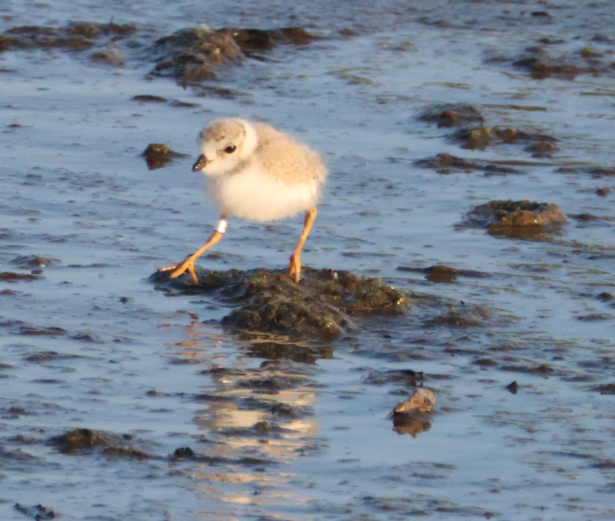 Piping Plover - ML621549787