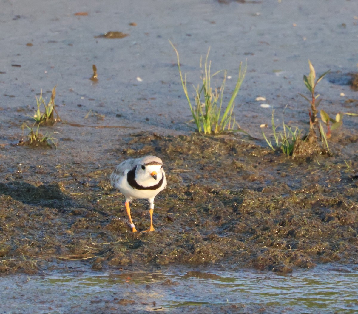 Piping Plover - ML621549788