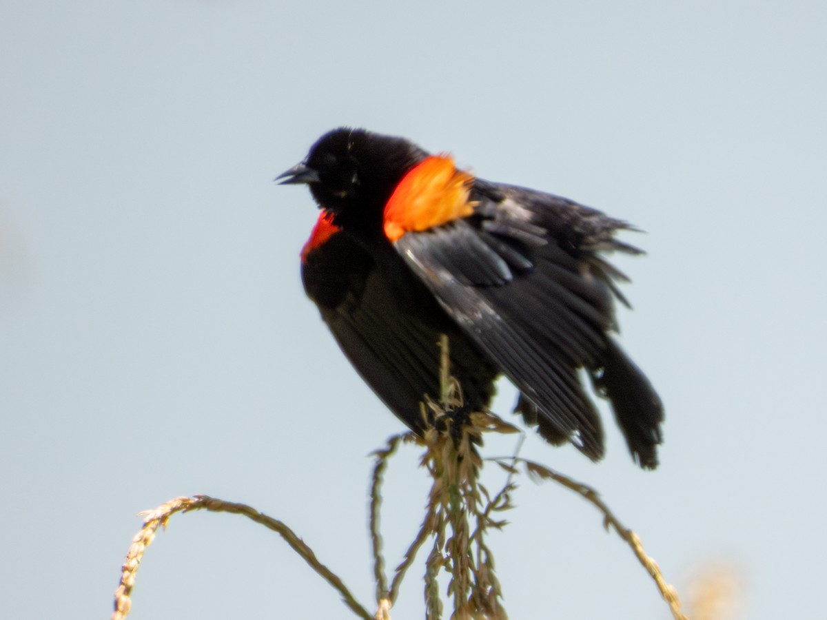 Red-winged Blackbird (Mexican Bicolored) - ML621549844