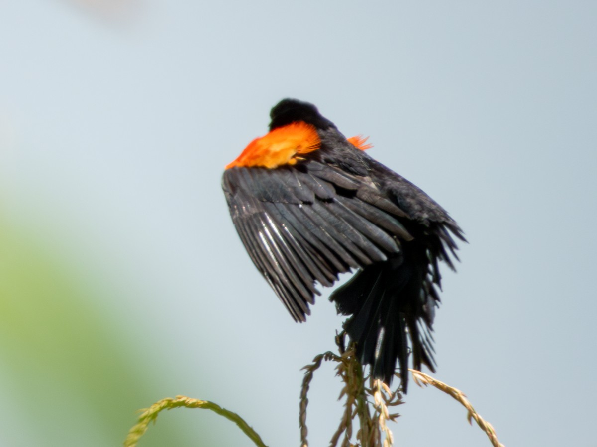 Red-winged Blackbird (Mexican Bicolored) - ML621549845