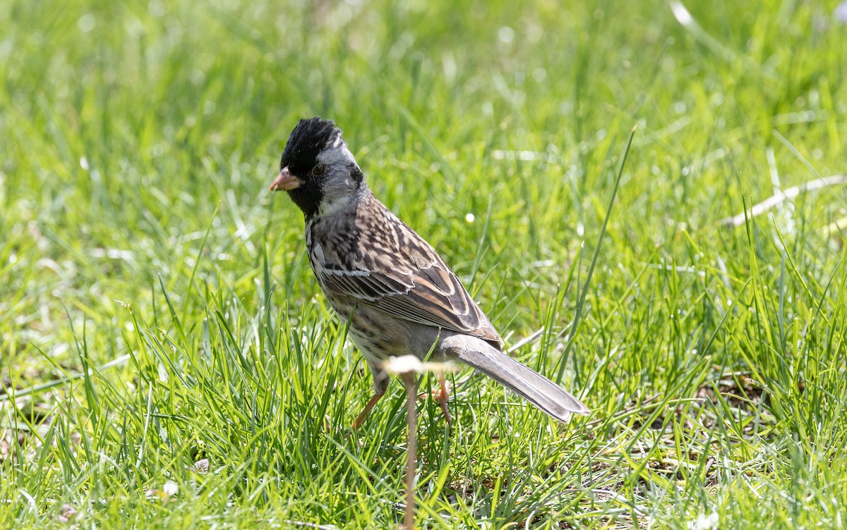 Harris's Sparrow - ML621549856