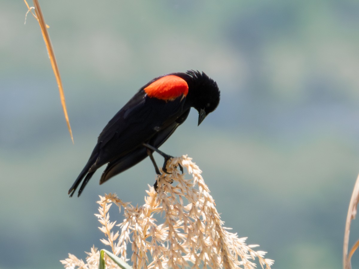 Red-winged Blackbird (Mexican Bicolored) - ML621549857
