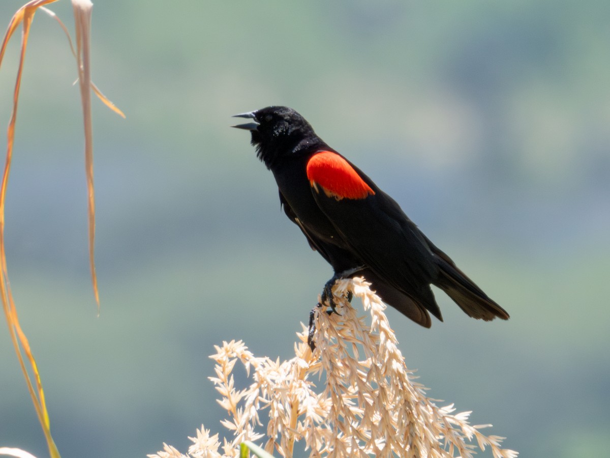 Red-winged Blackbird (Mexican Bicolored) - ML621549858