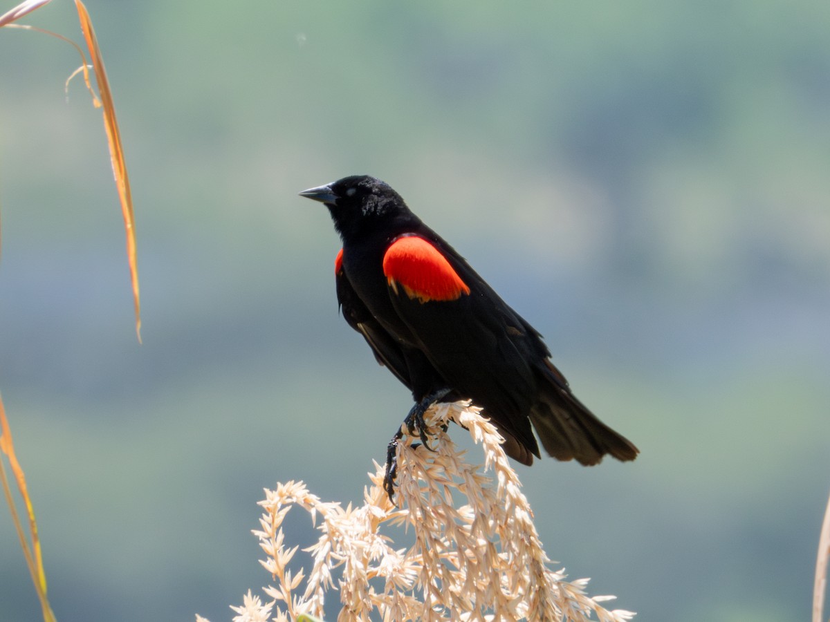 Red-winged Blackbird (Mexican Bicolored) - ML621549868