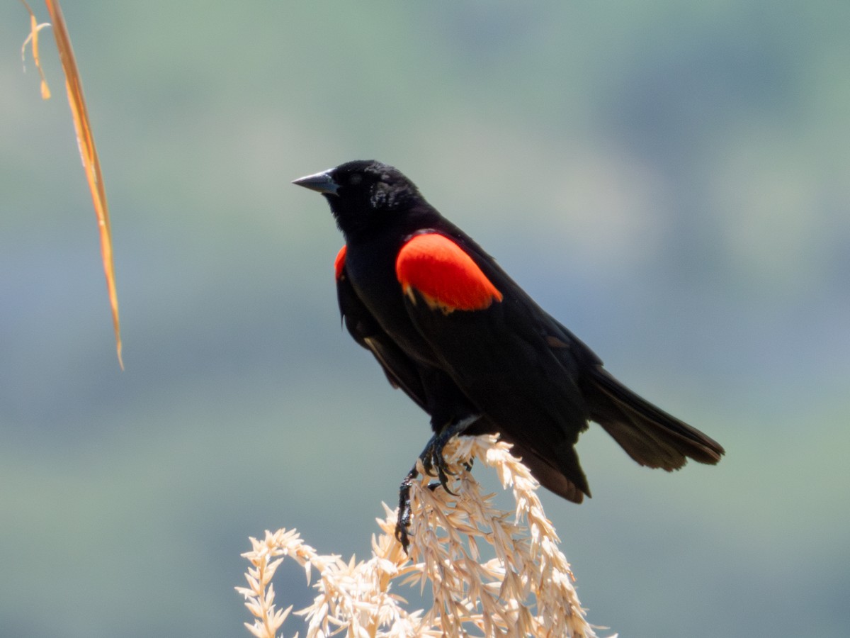 Red-winged Blackbird (Mexican Bicolored) - ML621549869