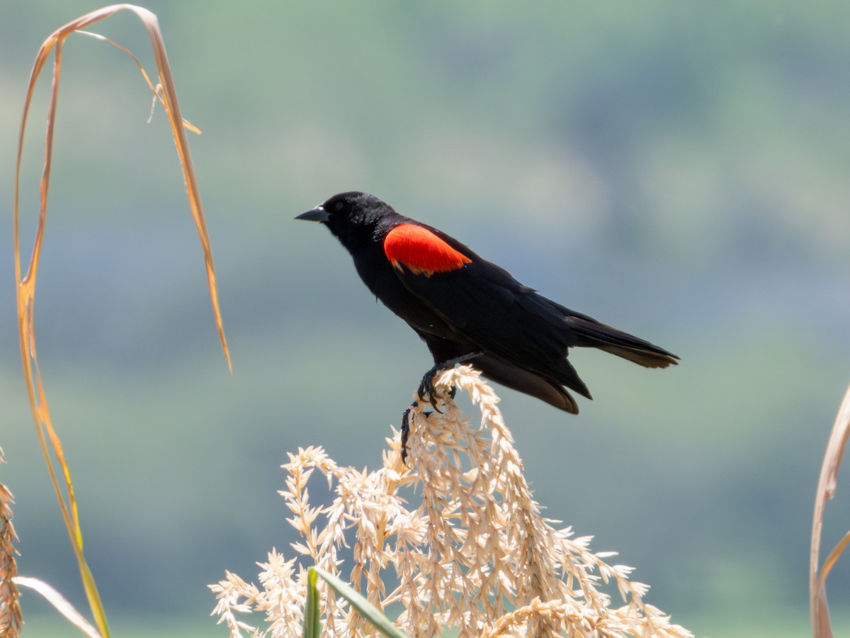Red-winged Blackbird (Mexican Bicolored) - ML621549870
