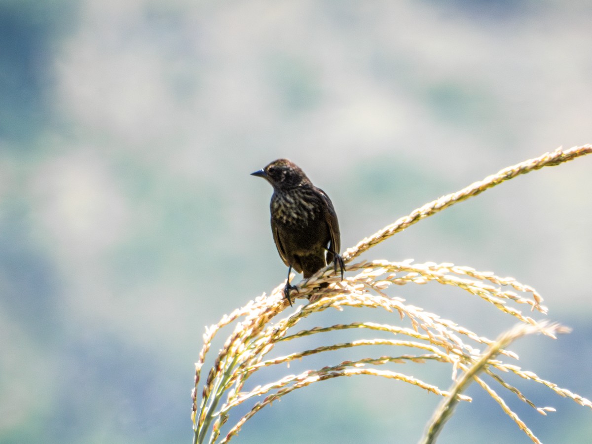 Red-winged Blackbird (Mexican Bicolored) - ML621549875