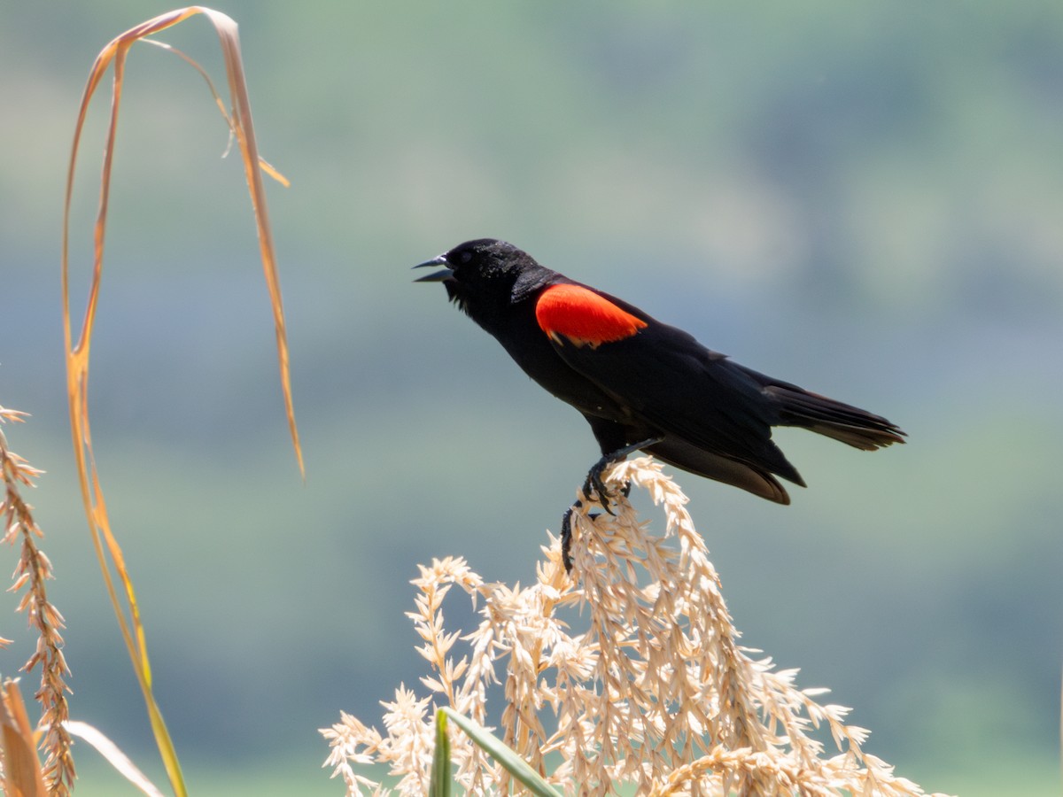 Red-winged Blackbird (Mexican Bicolored) - ML621549876