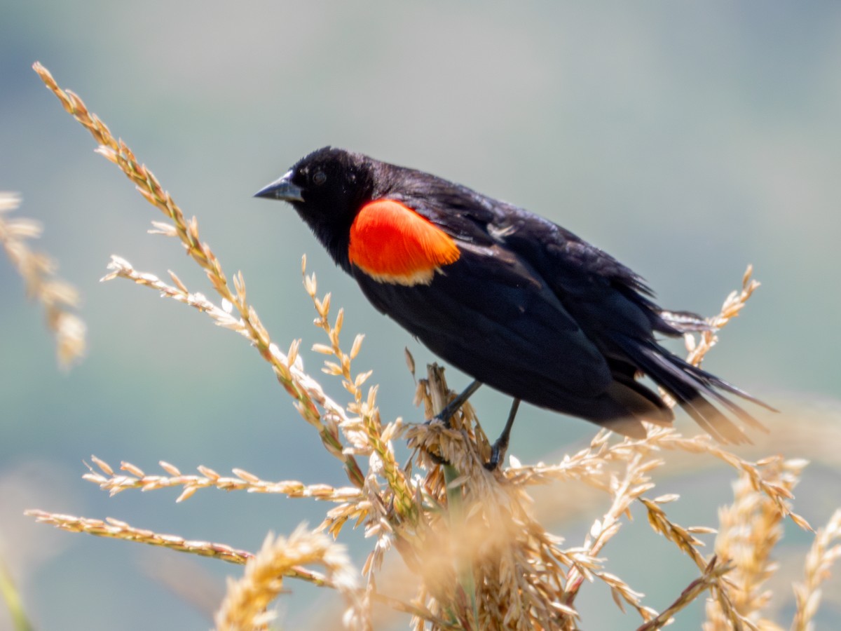 Red-winged Blackbird (Mexican Bicolored) - ML621549877