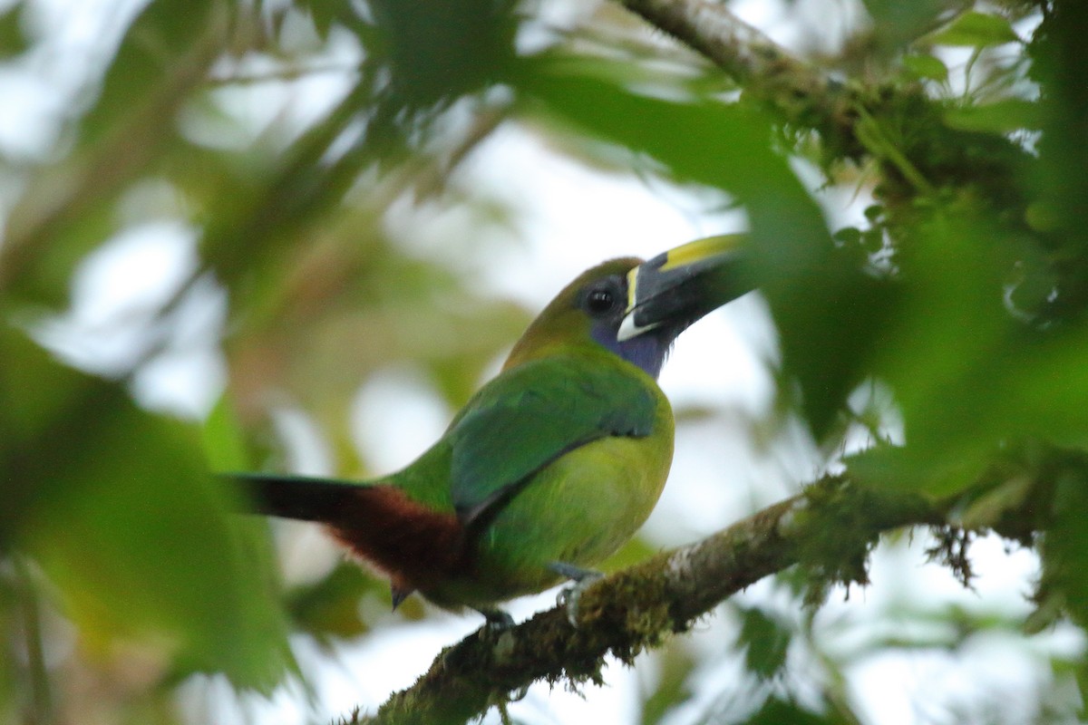 Northern Emerald-Toucanet (Blue-throated) - ML621550009