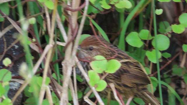 New Zealand Fernbird - ML621550013