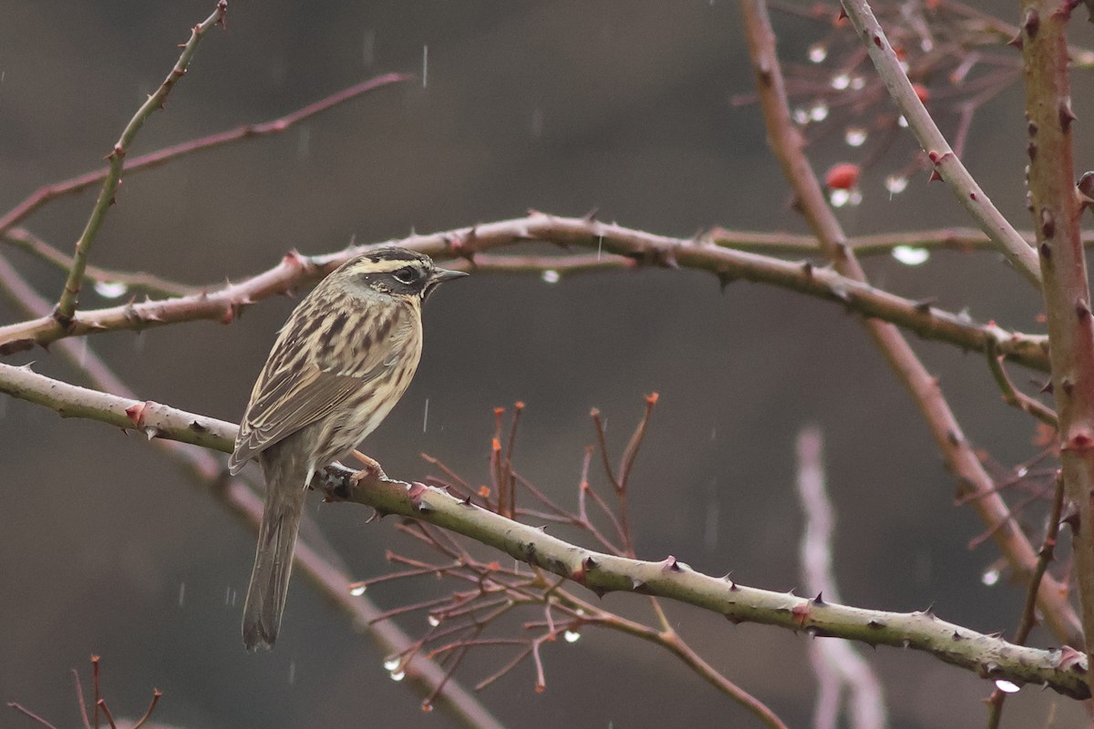 Black-throated Accentor - ML621550017