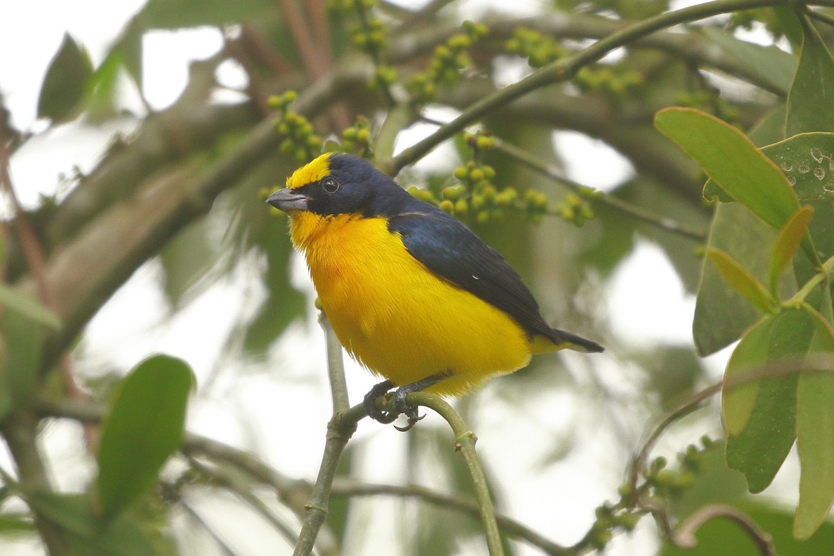 Thick-billed Euphonia (Black-tailed) - ML621550044