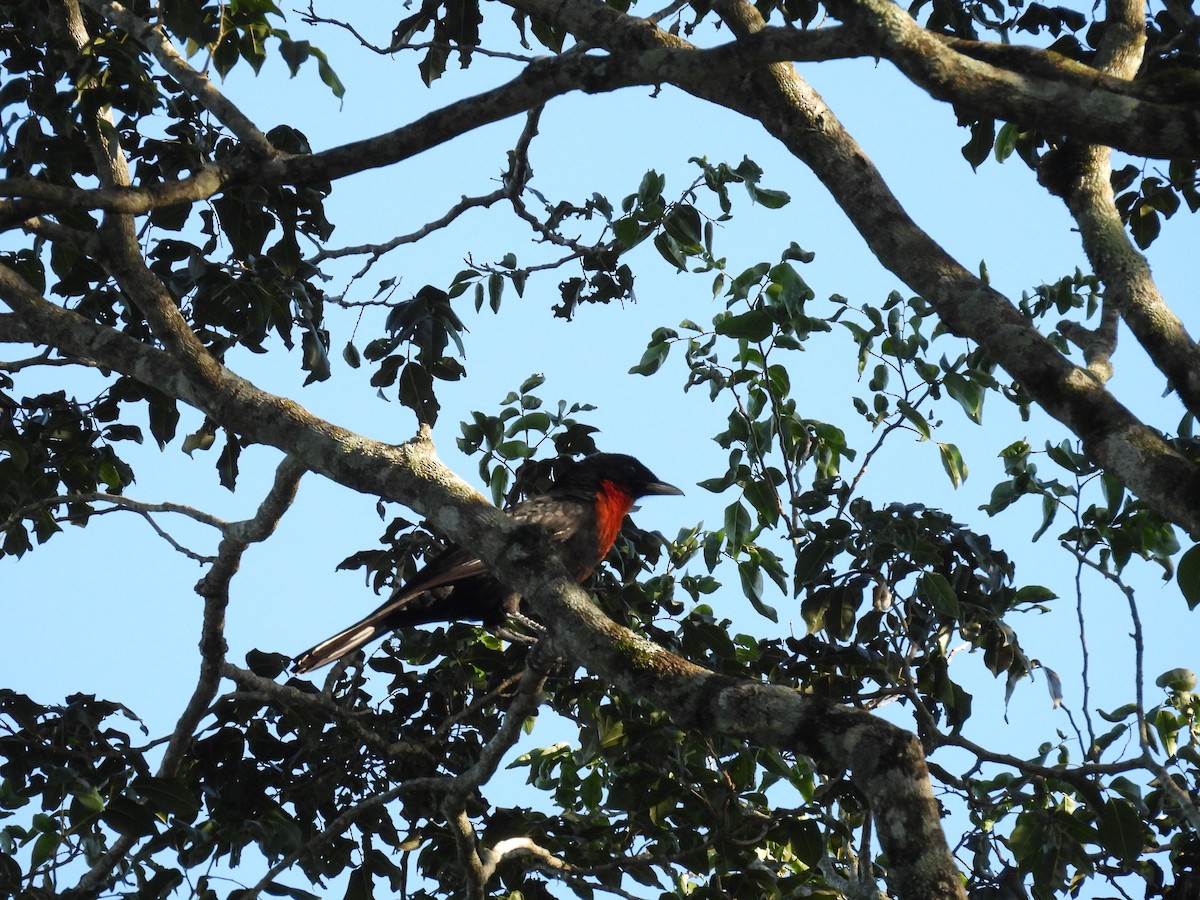 Red-ruffed Fruitcrow - ML621550060