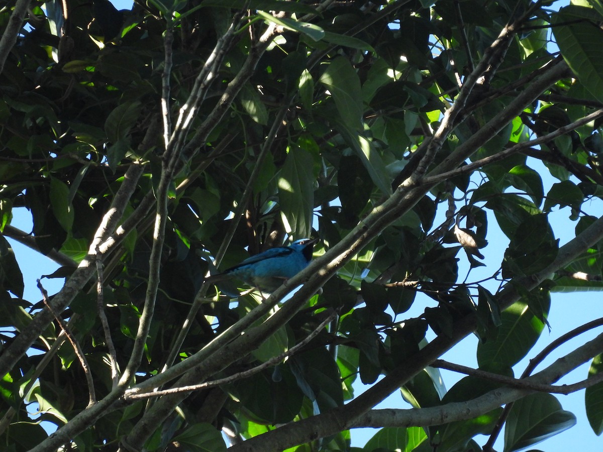 Blue Dacnis - ML621550083