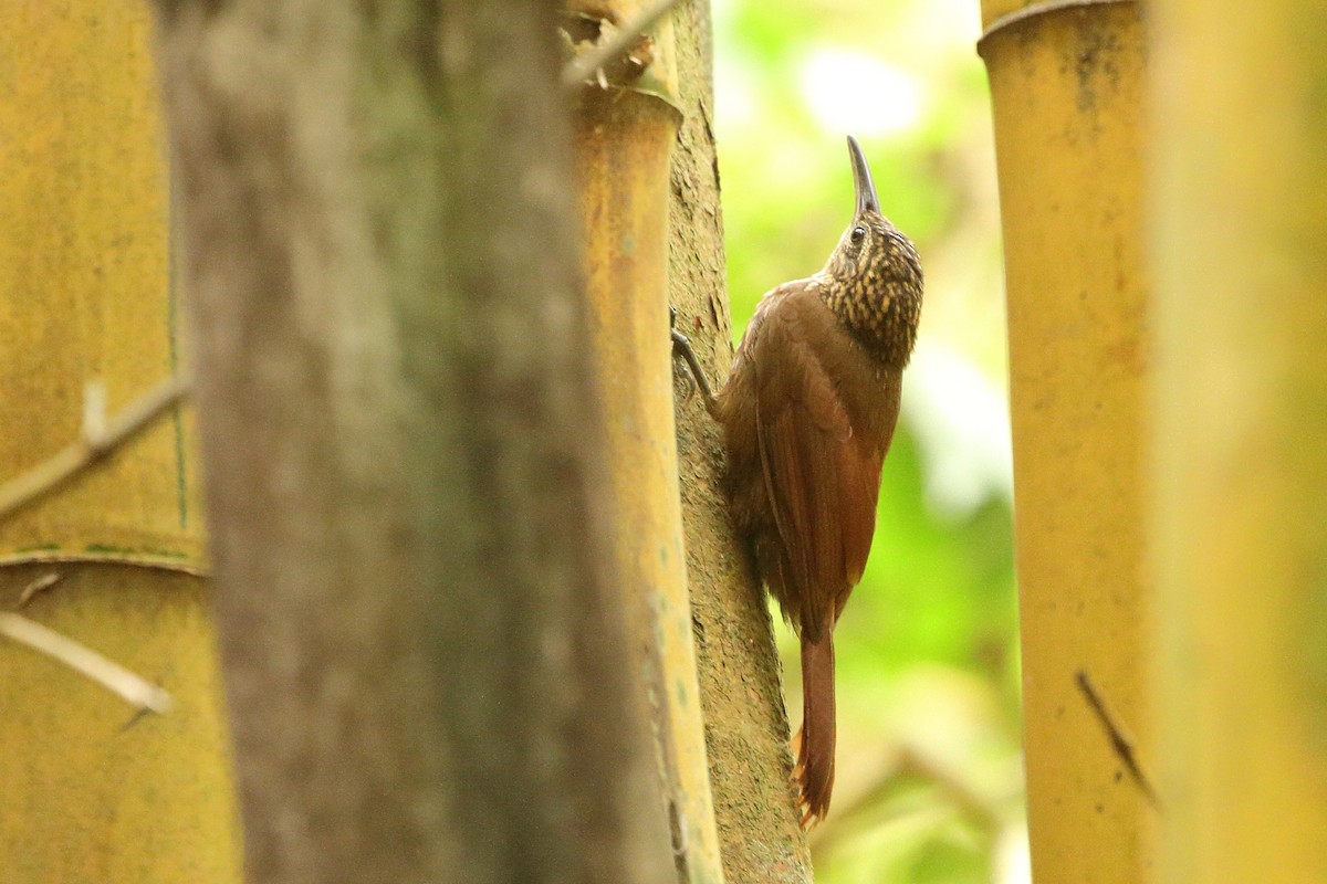 Cocoa Woodcreeper (Lawrence's) - Simon Feys