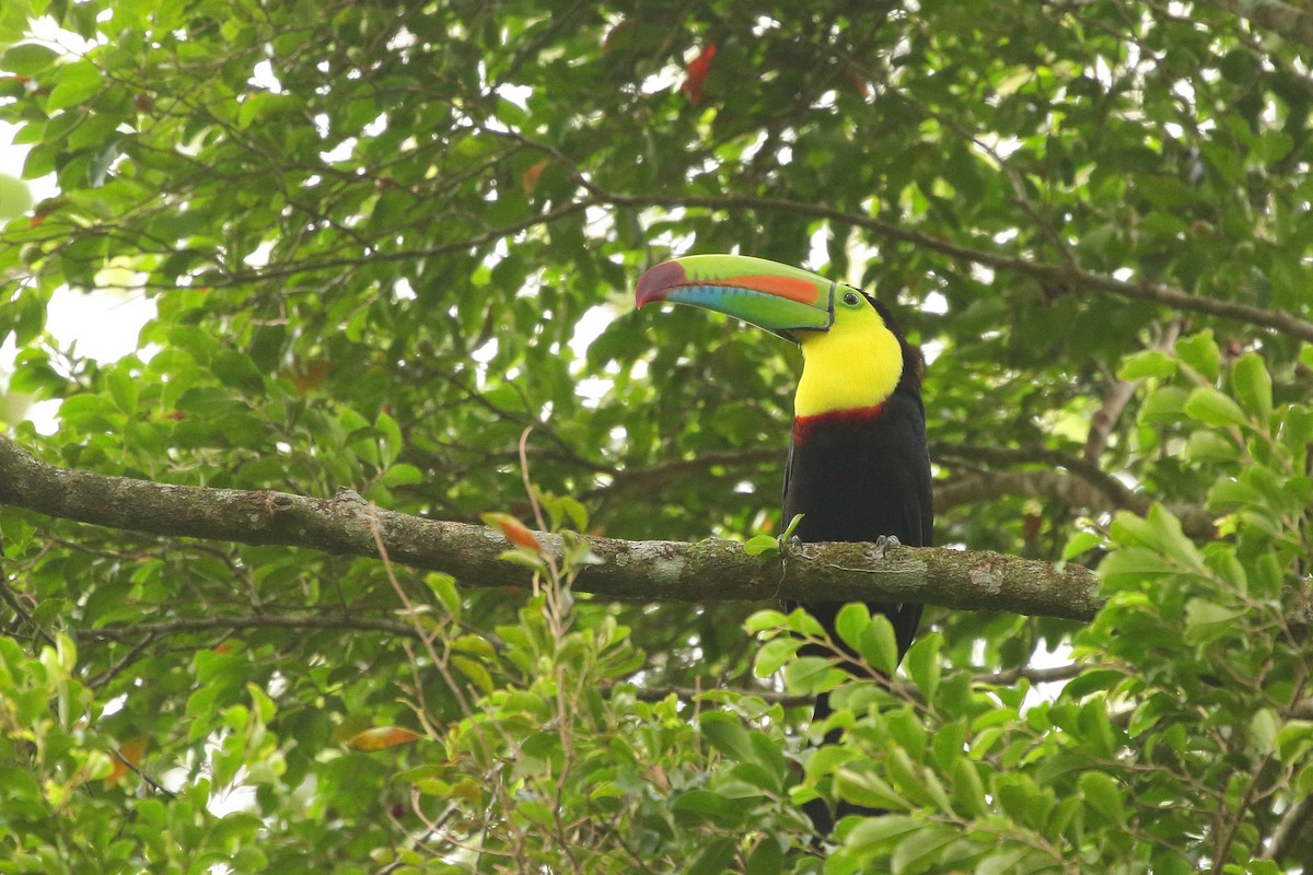 Keel-billed Toucan - Simon Feys