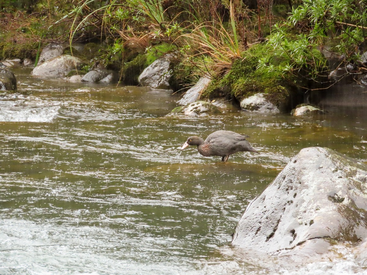 Blue Duck - ML621550246