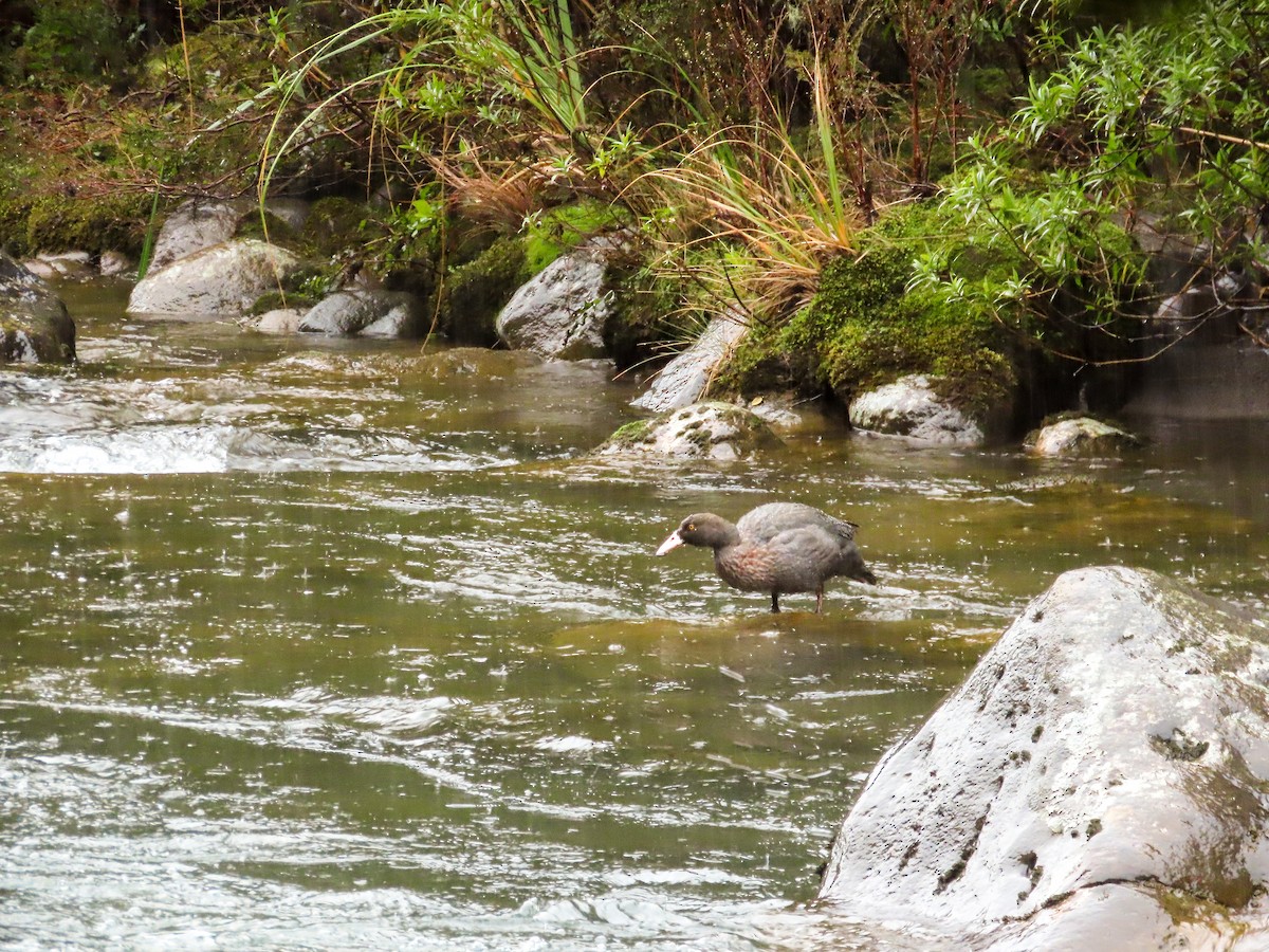 Blue Duck - ML621550247