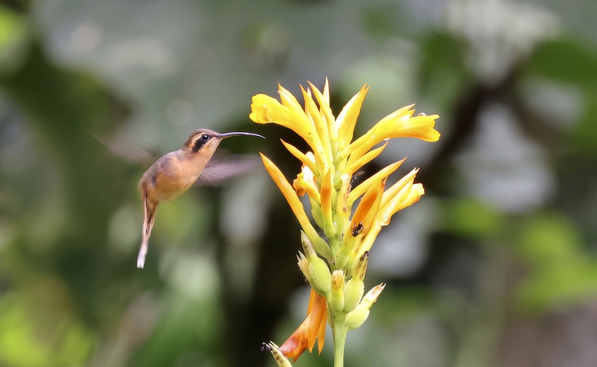 Gray-chinned Hermit (Gray-chinned) - ML621550248