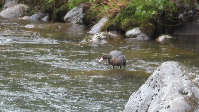 Canard bleu - ML621550290