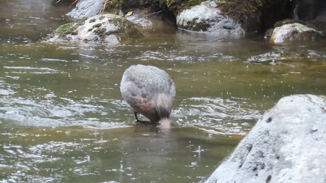 Canard bleu - ML621550299