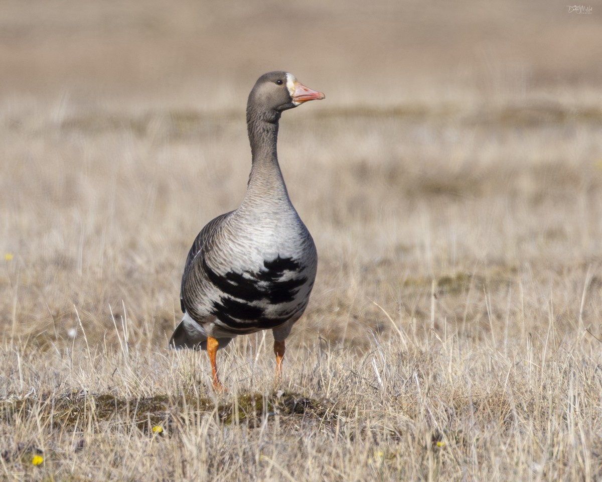 Greater White-fronted Goose (Western) - ML621550354