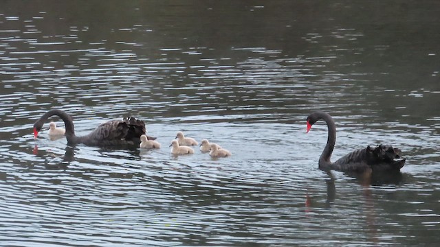 Black Swan - ML621550392