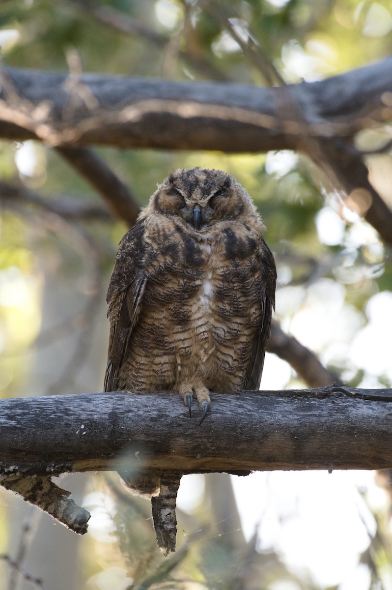 Great Horned Owl - ML621550532