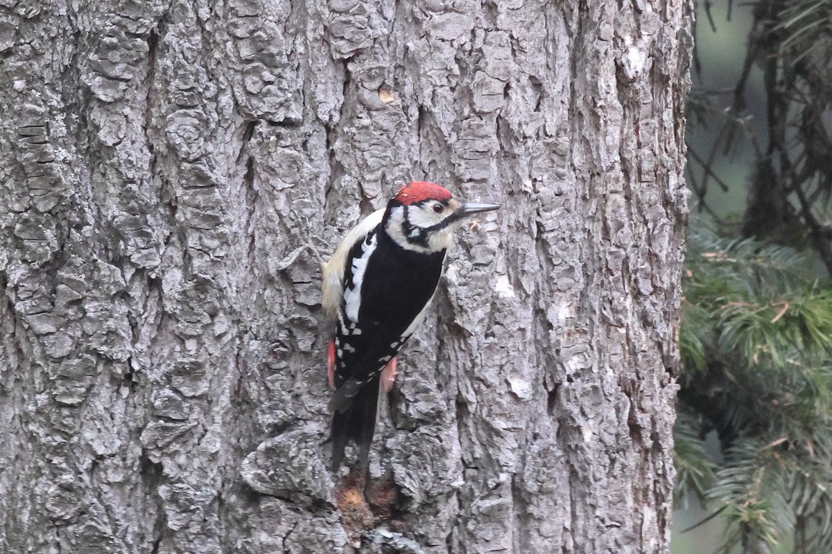 Himalayan Woodpecker - ML621550548