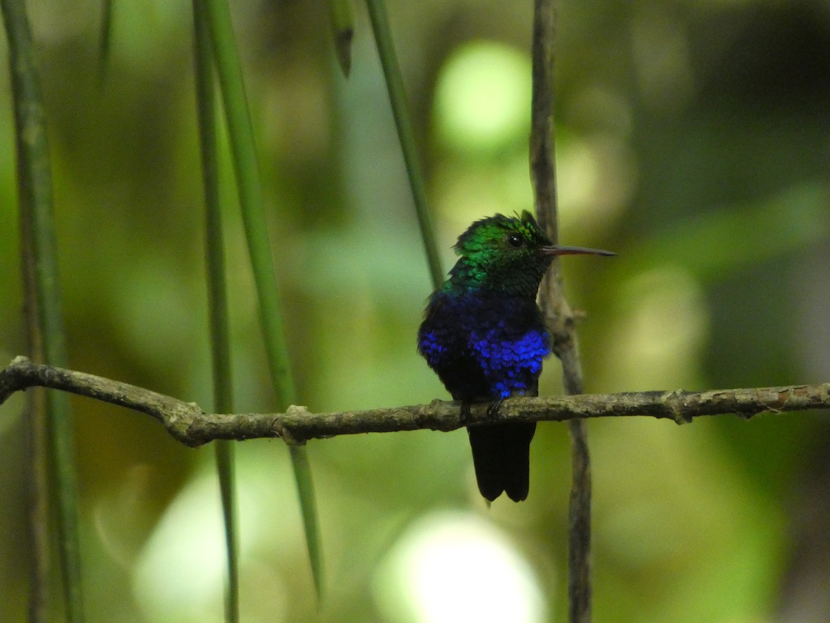 Violet-bellied Hummingbird - ML621550569