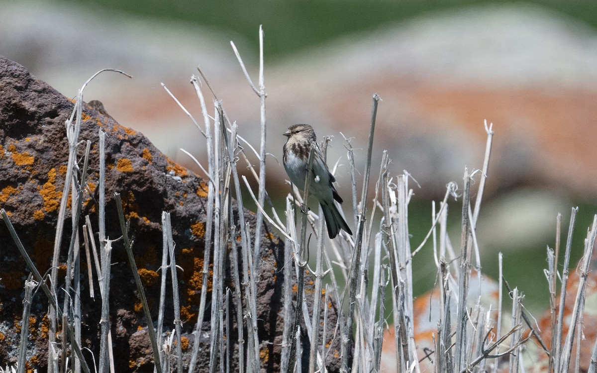 Twite - ML621550603