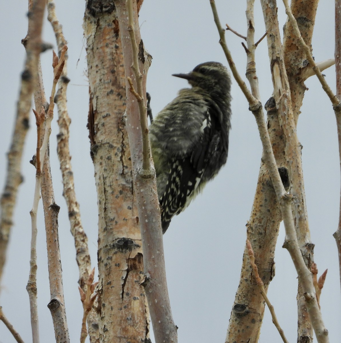 Red-naped Sapsucker - ML621550604