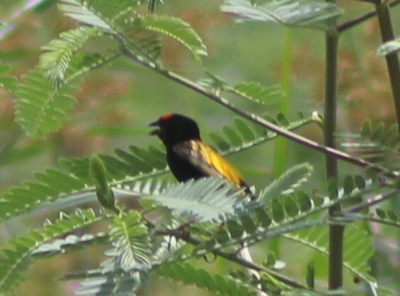 Fire-fronted Bishop - Kalie Gold