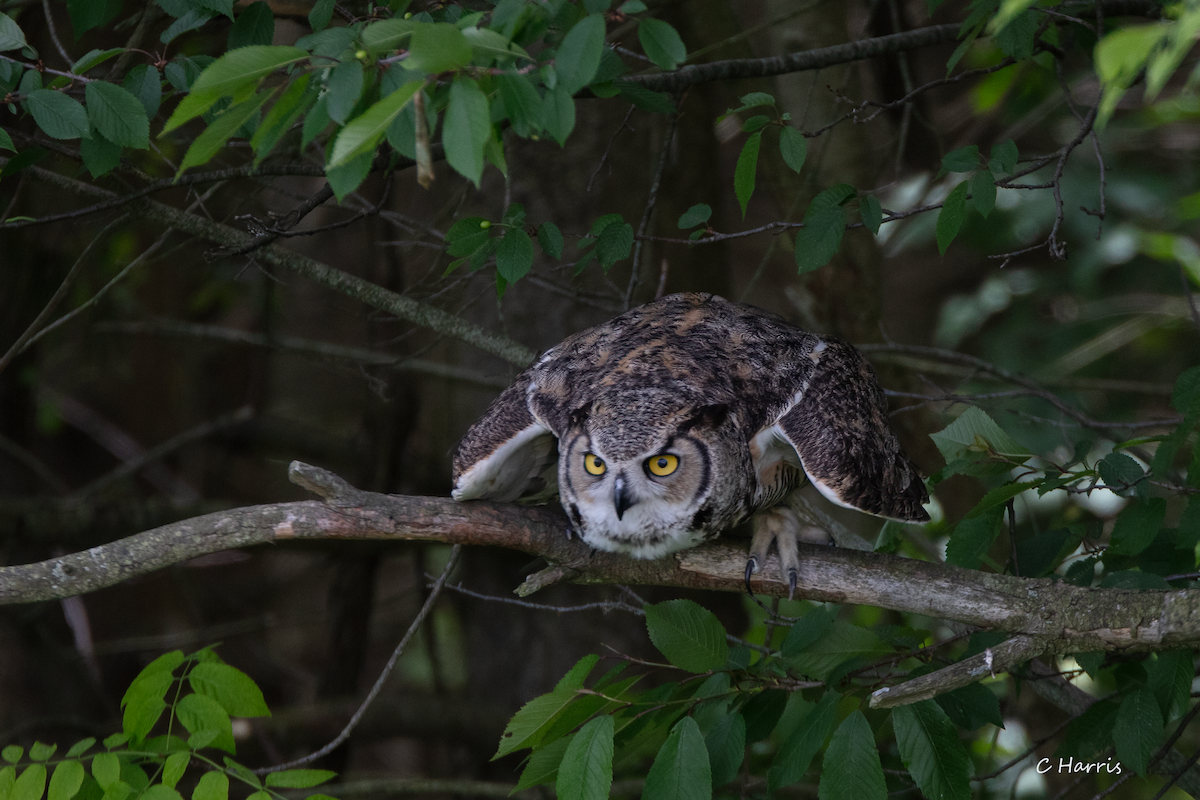 Great Horned Owl - ML621550628