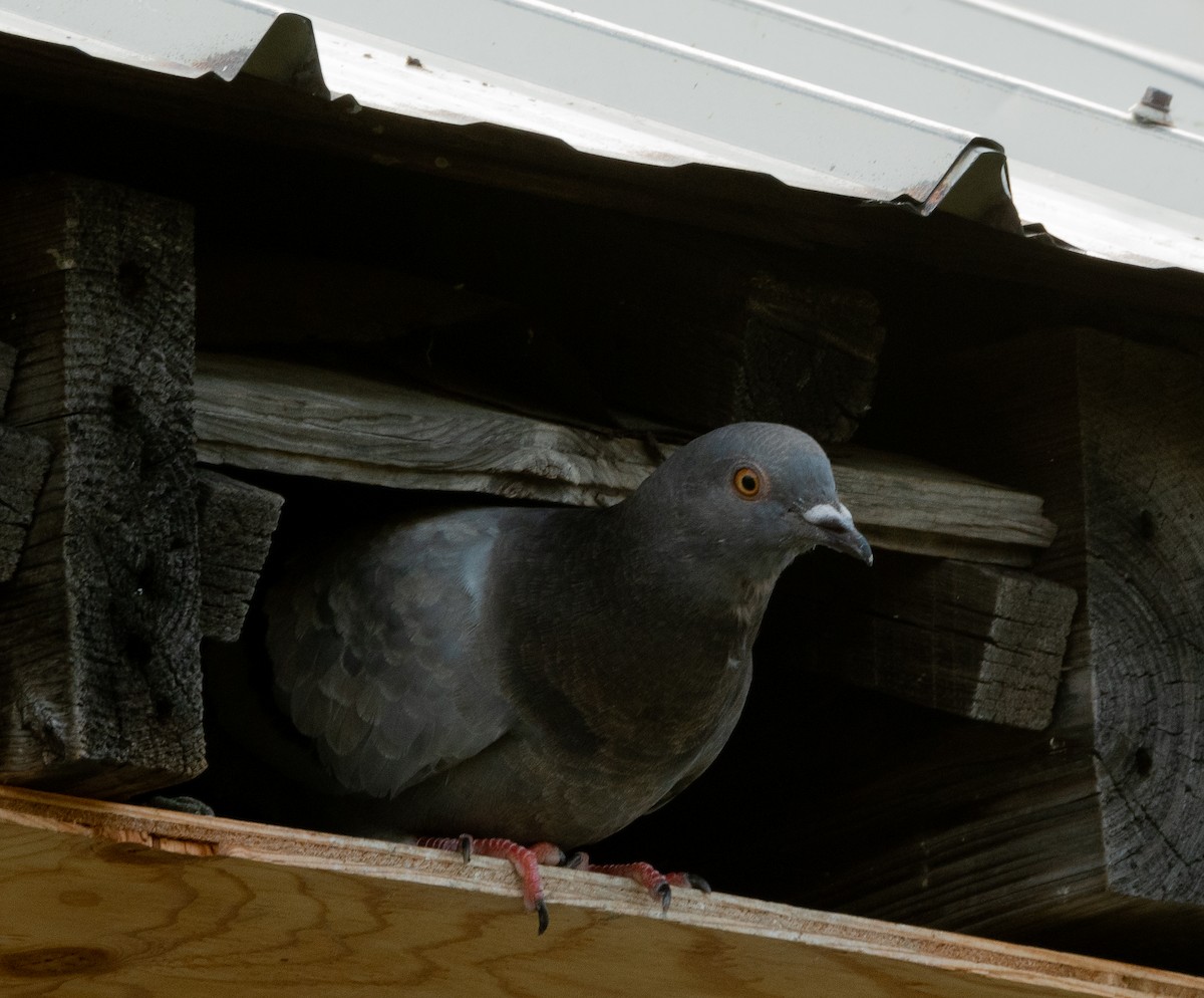 Rock Pigeon (Feral Pigeon) - ML621550698