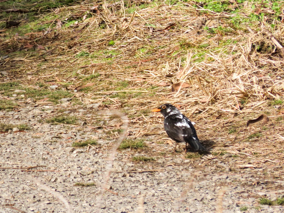 Eurasian Blackbird - ML621550700